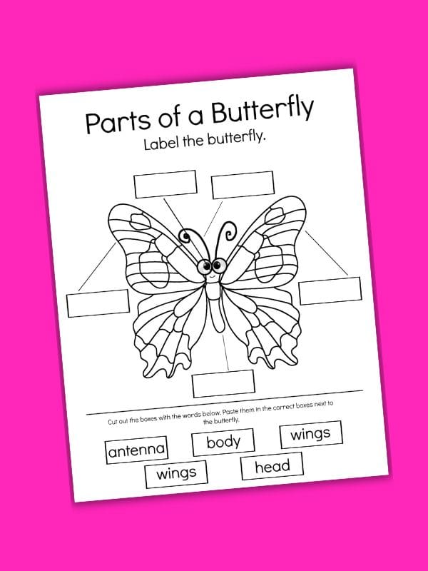 Parts of a Butterfly Worksheet