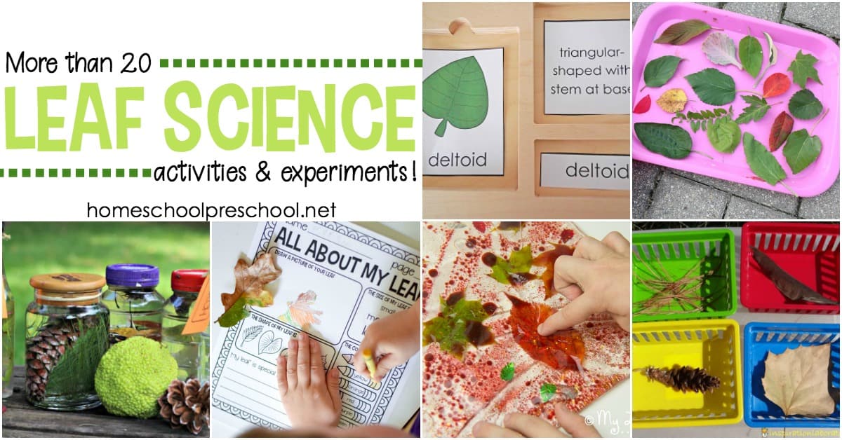 As the leaves begin to change colors this autumn, it's a great time to explore leaves with these engaging leaf-themed science activities for preschoolers.